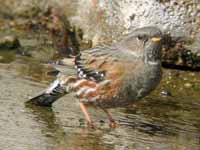 Accenteur alpin Prunella collaris