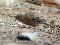 Accenteur alpin Prunella collaris