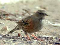 Prunella collaris