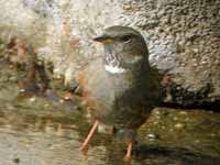 Prunella collaris