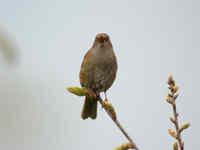 Accenteur mouchet Prunella modularis