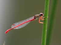 Click to enlarge Agrion délicat (Ceriagrion tenellum)