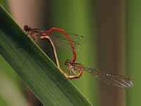 Click to enlarge Agrion délicat (Ceriagrion tenellum)