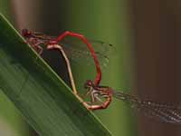 Agrion délicat (Ceriagrion tenellum)