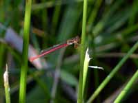 Agrion délicat (Ceriagrion tenellum)