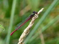 Agrion délicat (Ceriagrion tenellum)