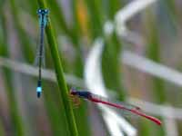 Click to enlarge Agrion délicat (Ceriagrion tenellum)