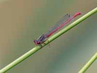 Agrion délicat (Ceriagrion tenellum)