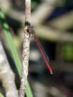 Agrion délicat (Ceriagrion tenellum)