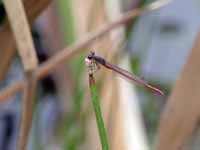 Agrion délicat (Ceriagrion tenellum)