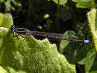 Agrion élégant (Ischnura elegans)