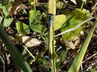 Agrion élégant (Ischnura elegans)