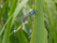 Agrion élégant (Ischnura elegans)