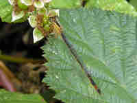 Agrion élégant (Ischnura elegans)