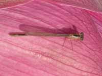 Agrion élégant (Ischnura elegans)