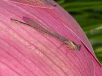 Agrion élégant (Ischnura elegans)