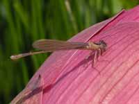 Agrion élégant (Ischnura elegans)