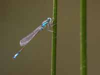 Agrion élégant (Ischnura elegans)