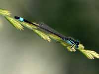 Agrion élégant (Ischnura elegans)