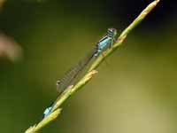 Agrion élégant (Ischnura elegans)