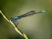 Agrion élégant (Ischnura elegans)