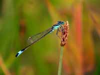 Agrion élégant (Ischnura elegans)