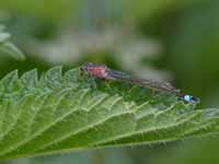 Agrion élégant (Ischnura elegans)