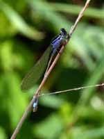 Agrion élégant (Ischnura elegans)