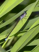 Agrion élégant (Ischnura elegans)