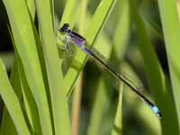 Agrion élégant (Ischnura elegans)