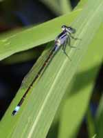 Agrion élégant (Ischnura elegans)