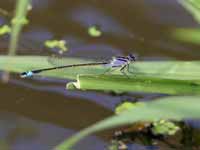 Agrion élégant (Ischnura elegans)