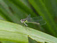 Agrion jouvencelle (Coenagrion puella)