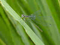 Agrion jouvencelle (Coenagrion puella)