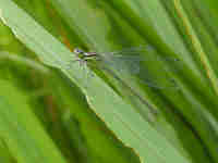 Agrion jouvencelle (Coenagrion puella)