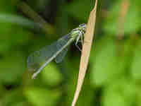 Agrion jouvencelle (Coenagrion puella)