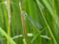 Agrion jouvencelle (Coenagrion puella)