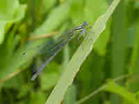 Agrion jouvencelle (Coenagrion puella)