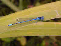 Agrion jouvencelle (Coenagrion puella)