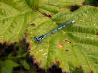 Agrion jouvencelle (Coenagrion puella)