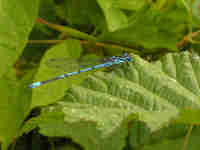 Agrion jouvencelle (Coenagrion puella)