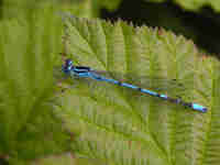 Agrion jouvencelle (Coenagrion puella)