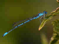 Agrion jouvencelle (Coenagrion puella)