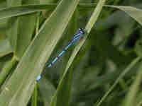 Agrion jouvencelle (Coenagrion puella)