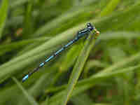 Agrion jouvencelle (Coenagrion puella)