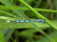 Agrion jouvencelle (Coenagrion puella)