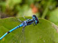 Agrion jouvencelle (Coenagrion puella)