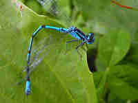 Agrion jouvencelle (Coenagrion puella)