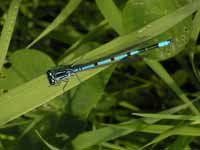 Agrion jouvencelle (Coenagrion puella)