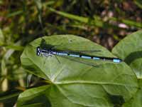 Agrion jouvencelle (Coenagrion puella)